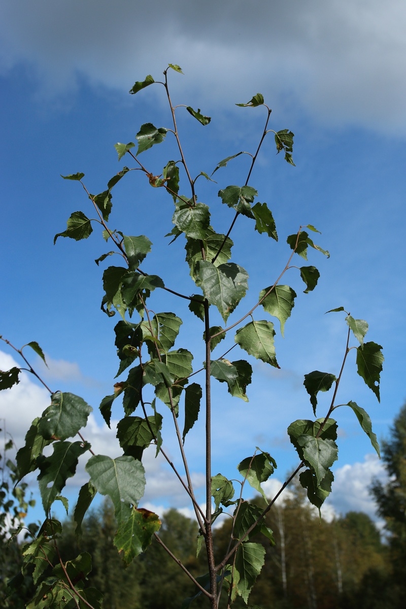 Изображение особи Betula pendula.