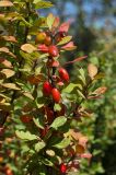 Berberis thunbergii