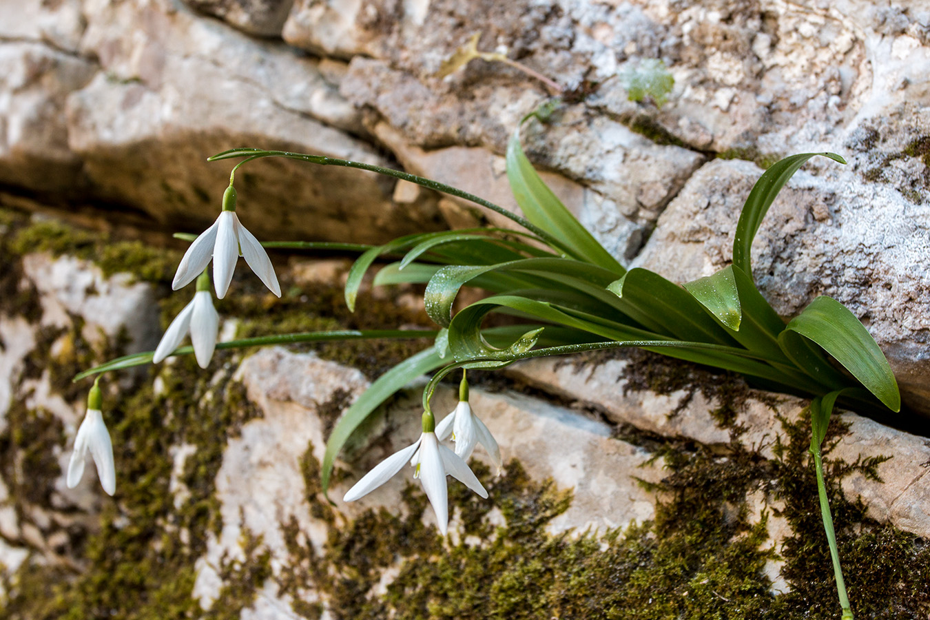 Image of Galanthus woronowii specimen.