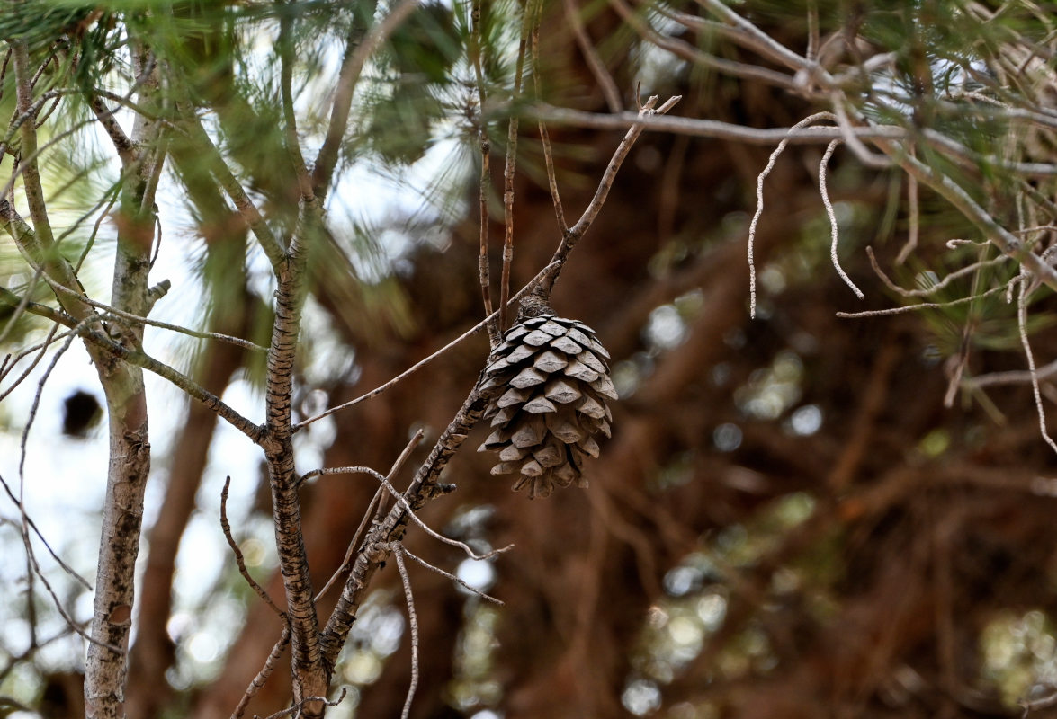 Изображение особи Pinus nigra.