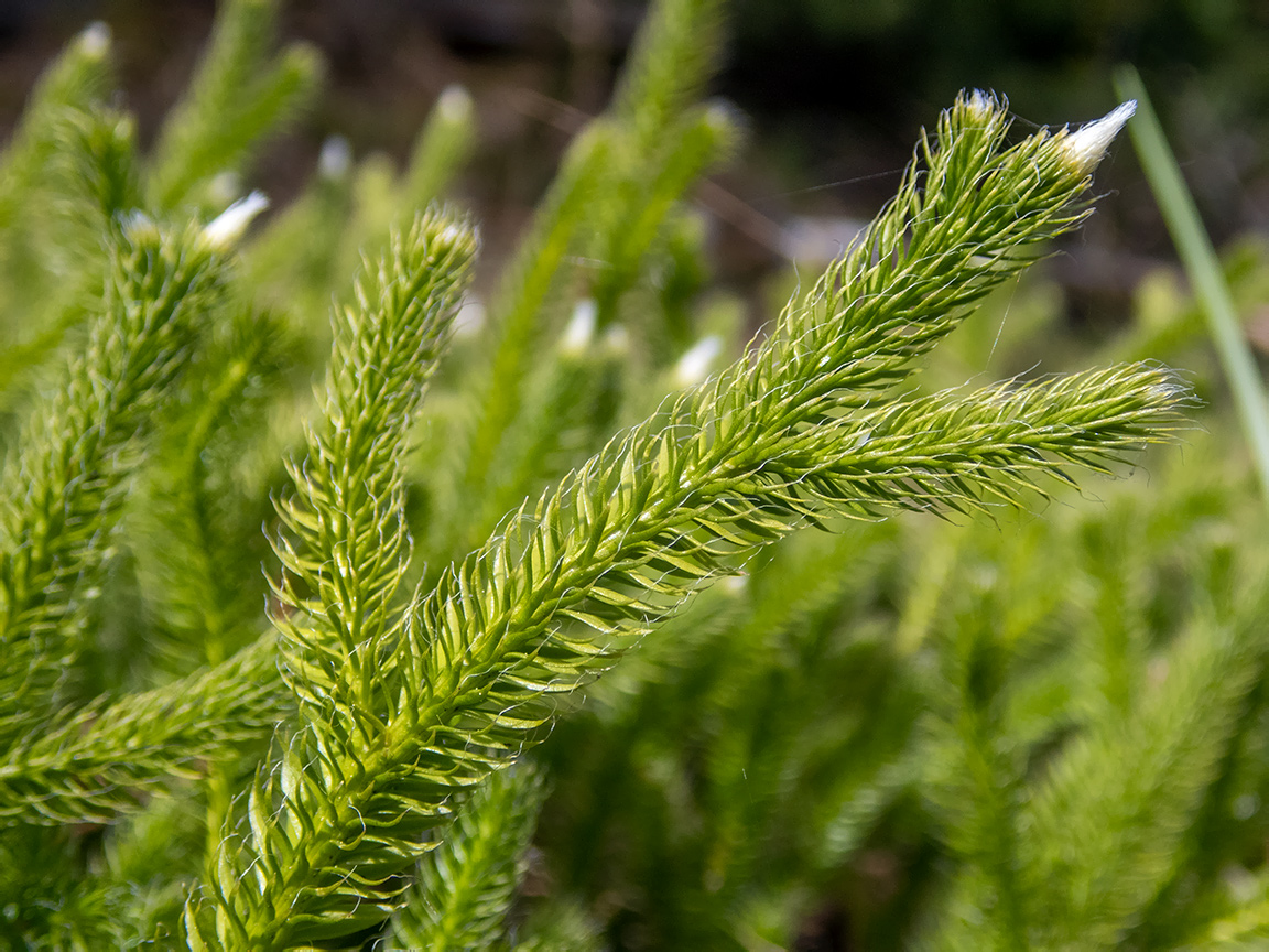 Image of Lycopodium clavatum specimen.