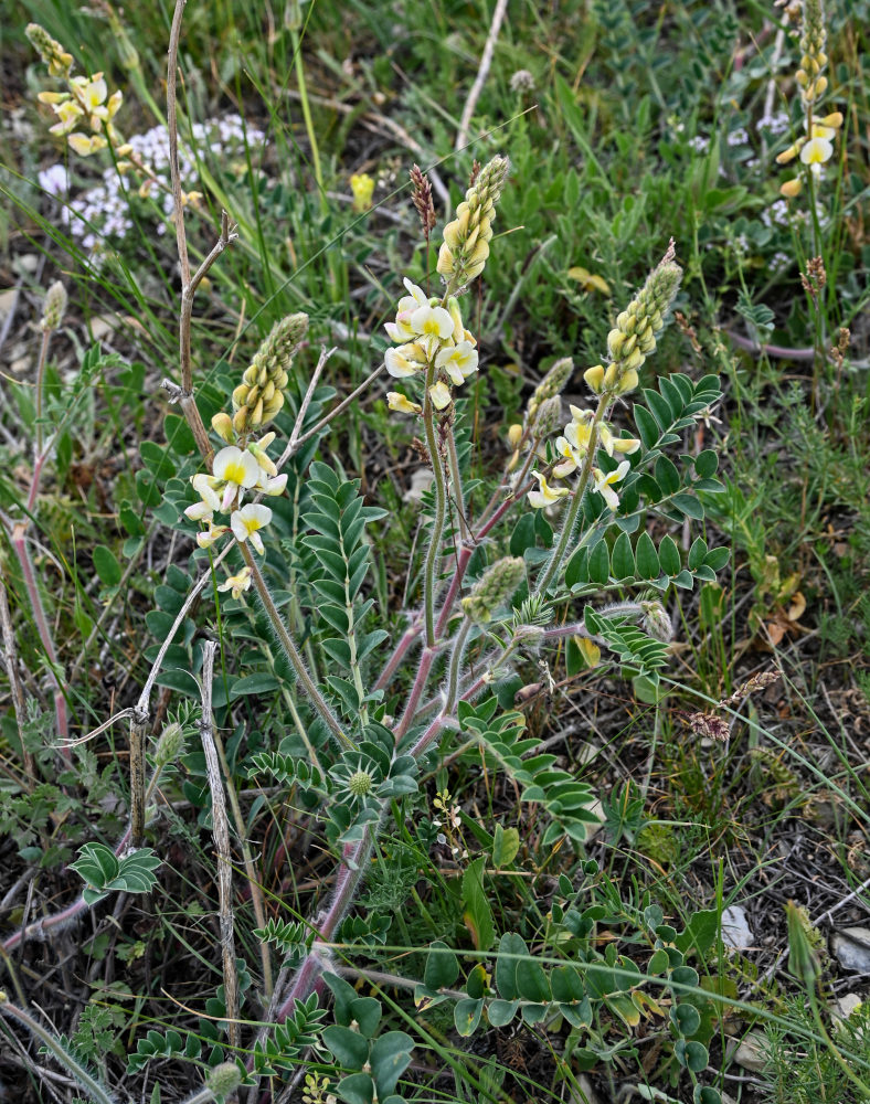 Image of Onobrychis radiata specimen.