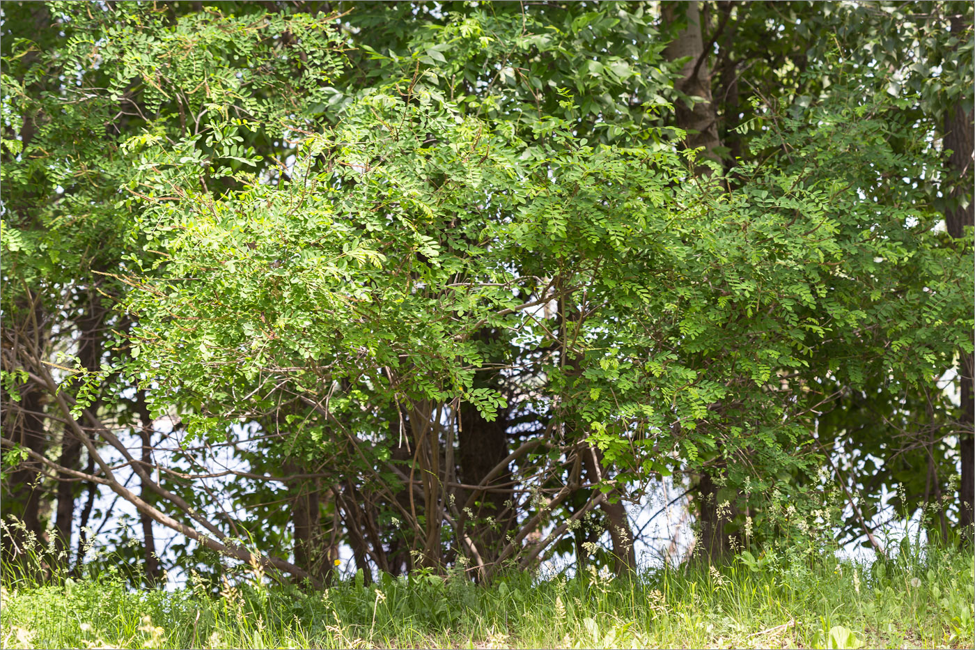 Image of Amorpha fruticosa specimen.