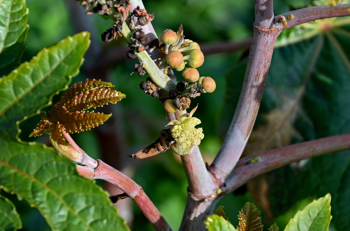 Image of Ricinus communis specimen.