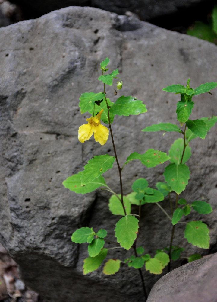 Изображение особи Impatiens noli-tangere.