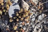 Sedum alberti. Побеги. Южный Казахстан, Таласский Алатау, подгорная степь, безымянный сай. 13.08.2010.