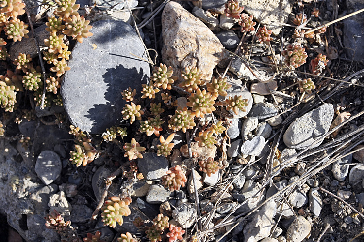 Изображение особи Sedum alberti.