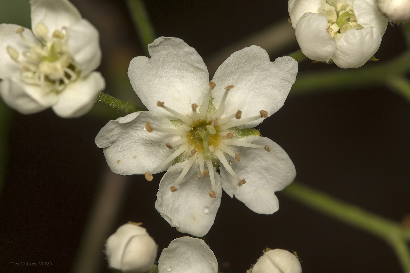 Image of Sorbus torminalis specimen.