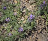 Astragalus danicus