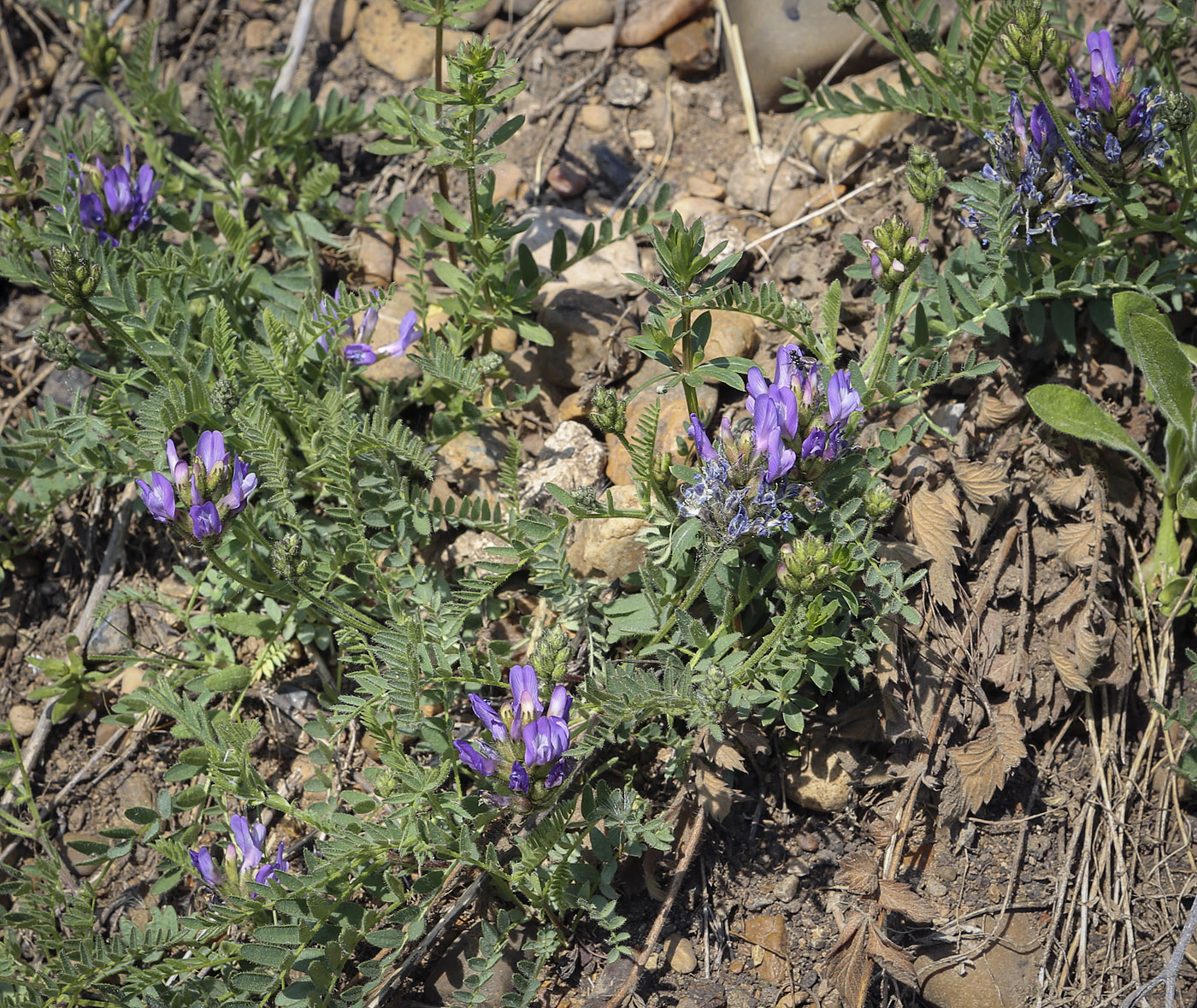 Изображение особи Astragalus danicus.