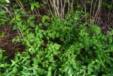 genus Mirabilis