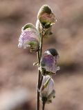 Aconitum rotundifolium