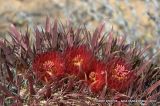 Ferocactus gracilis