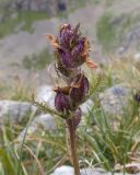 Pedicularis chroorrhyncha. Верхушка побега с отцветшим соцветием. Карачаево-Черкесия, Урупский р-н, Кавказский биосферный заповедник, Имеретинские озёра, дол. оз. Географов, ≈ 2700 м н.у.м., альпийский луг. 27.07.2022.