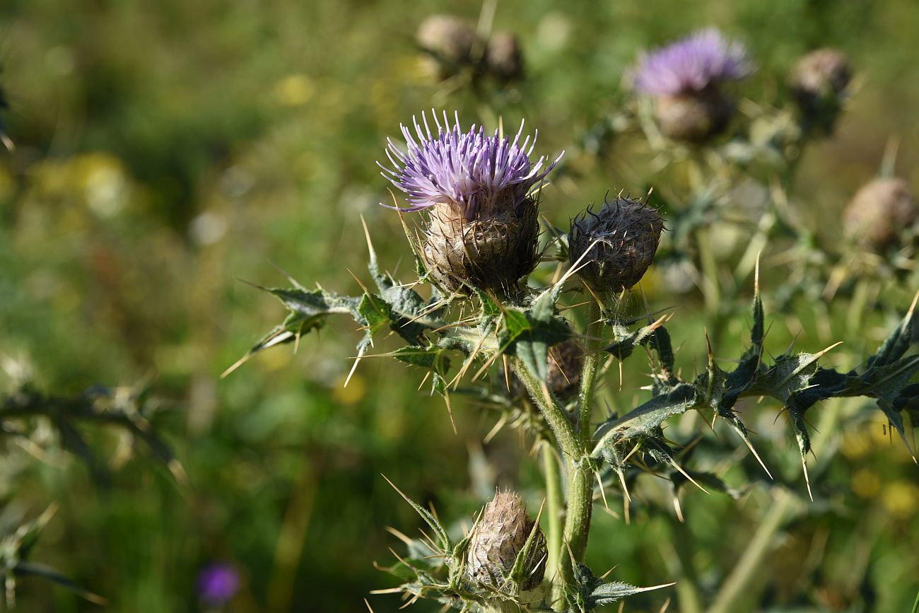 Изображение особи Cirsium buschianum.