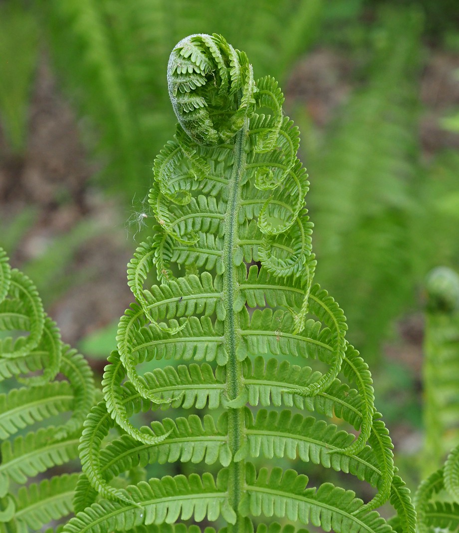 Изображение особи Matteuccia struthiopteris.