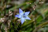 Lomatogonium carinthiacum