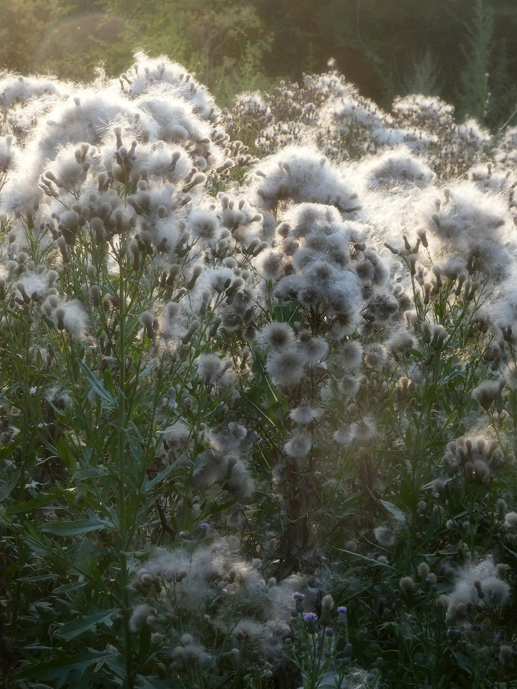 Изображение особи Cirsium arvense.