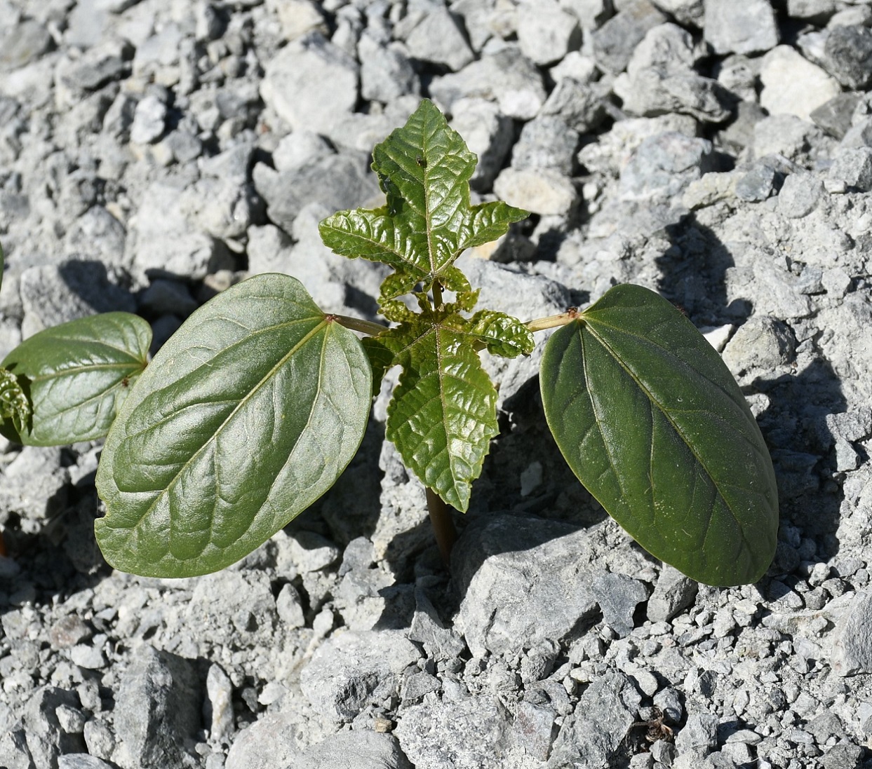 Изображение особи Ricinus communis.