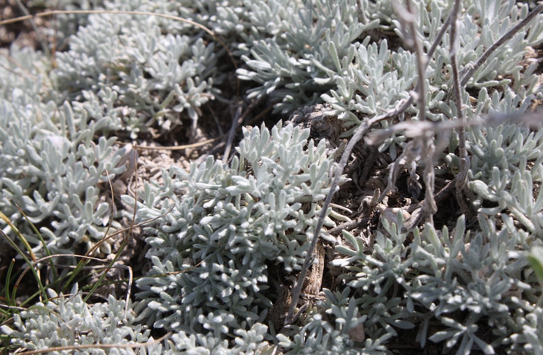 Изображение особи Artemisia caucasica.