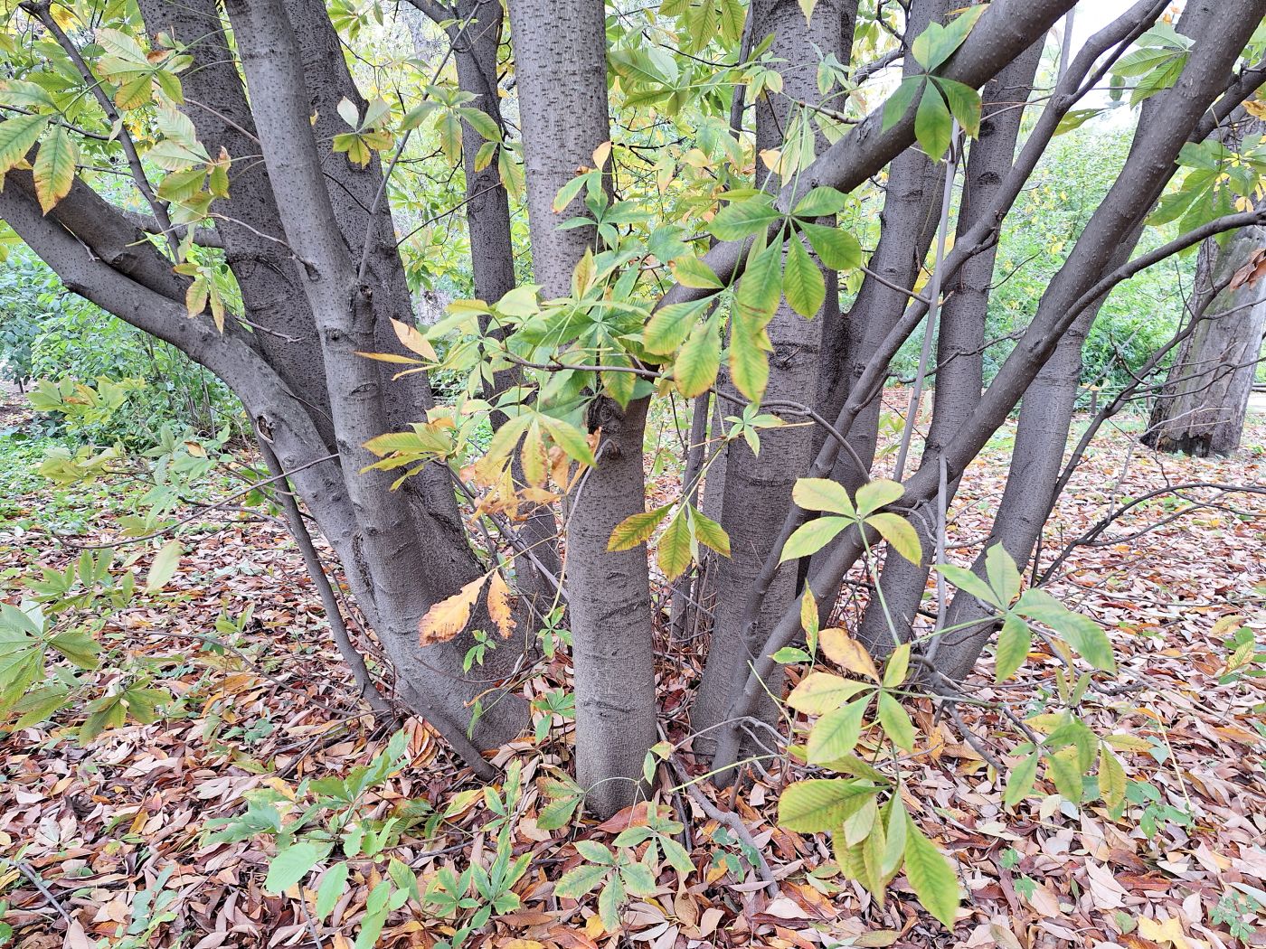 Image of Aesculus flava specimen.