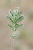 Image of taxon representative. Author is Владимир Эпиктетов