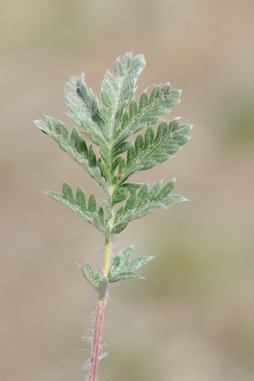 Изображение особи Potentilla pamiroalaica.