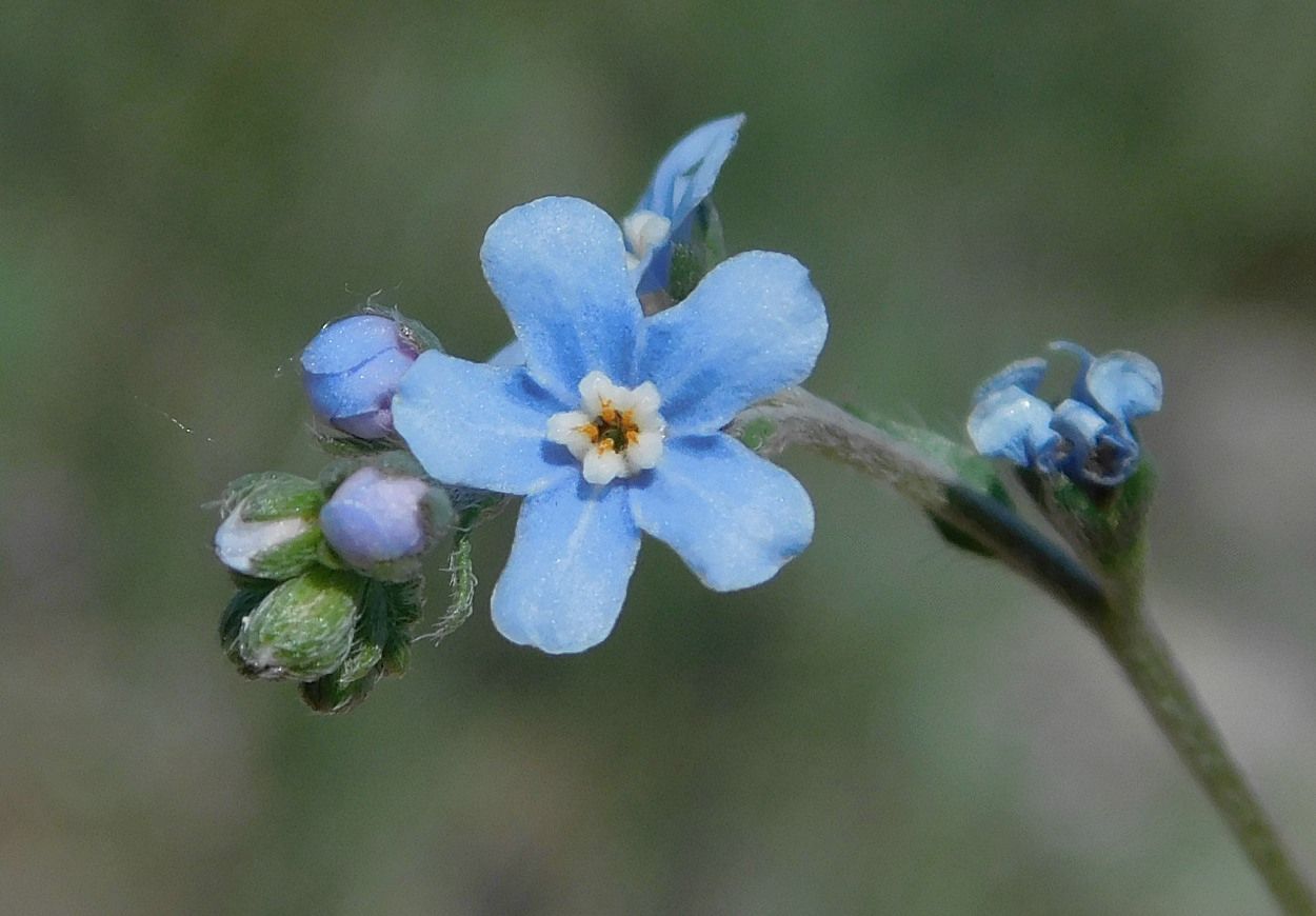 Image of Lappula barbata specimen.