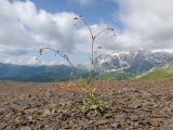 Gypsophila elegans. Зацветающее растение. Адыгея, Кавказский биосферный заповедник, гора Гузерипль, ≈ 2150 м н.у.м., осыпной склон из ожелезнённого песчаника. 28.06.2023.