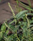 Atriplex tatarica