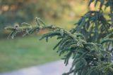 genus Picea. Ветвь. Краснодар, парк \"Краснодар\", Японский сад, в культуре. 01.01.2024.
