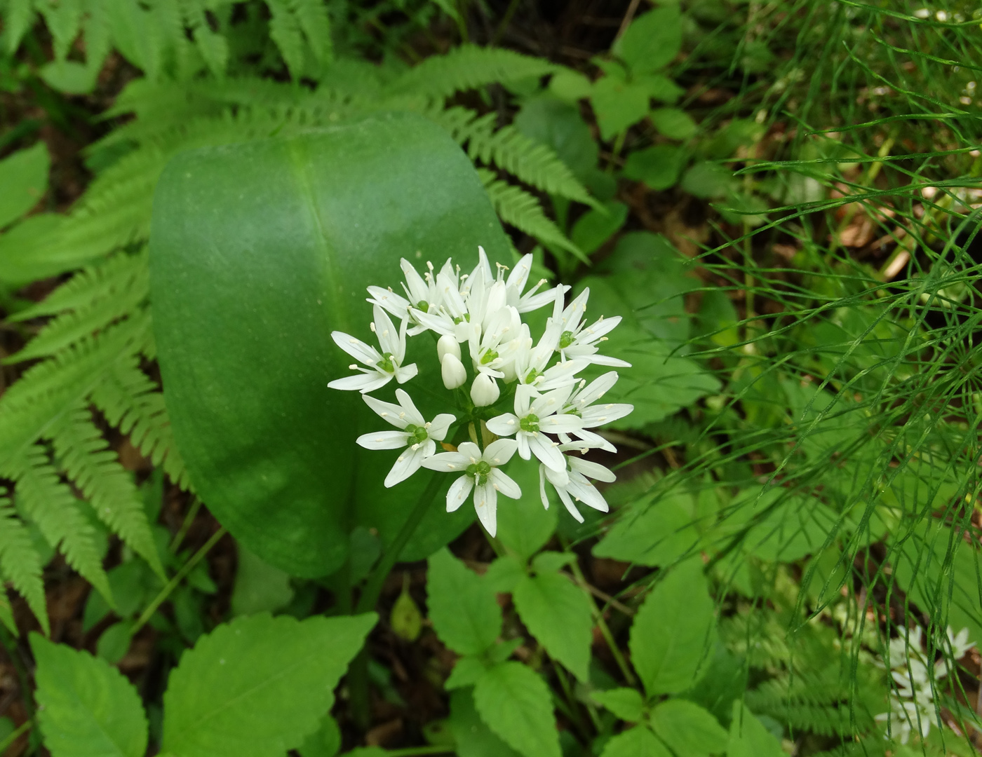 Image of Allium ursinum specimen.