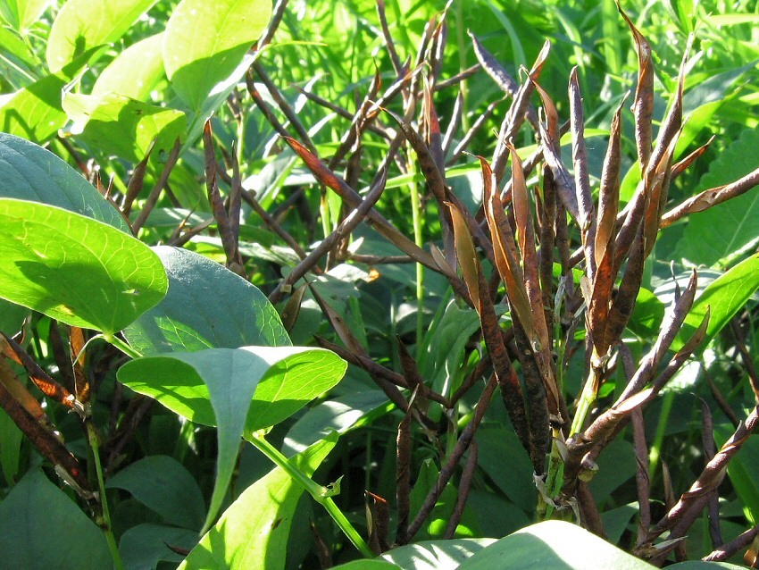 Image of Lathyrus vernus specimen.