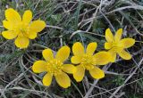 Eranthis longistipitata