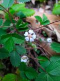 Potentilla micrantha. Цветок и листья. Краснодарский край, г/о Сочи, Хостинский р-н, Тисо-самшитовая роща, уступ в скале. 10.03.2022.