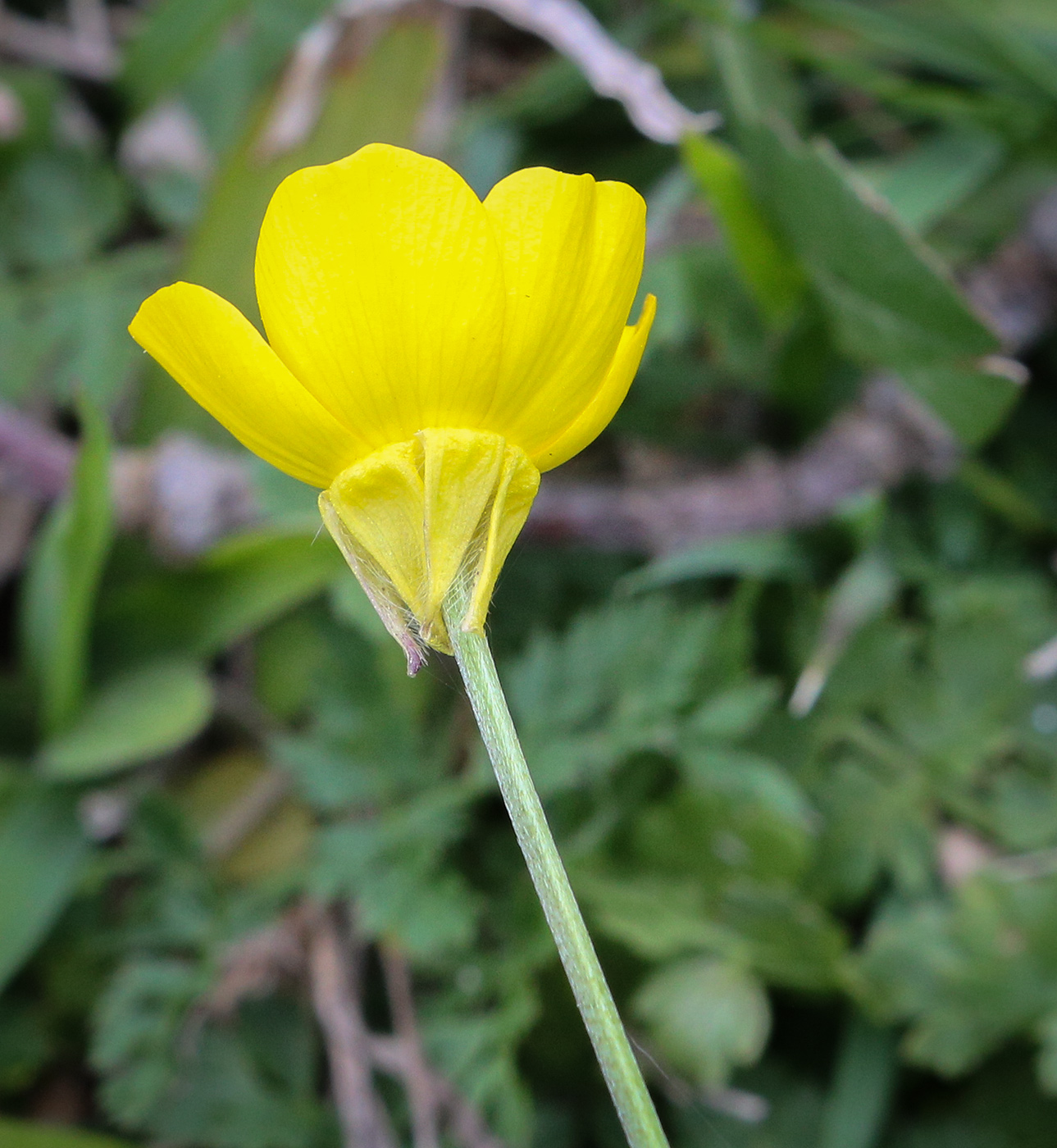 Image of Ranunculus aleae specimen.