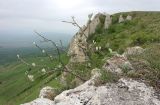 Sorbus caucasica