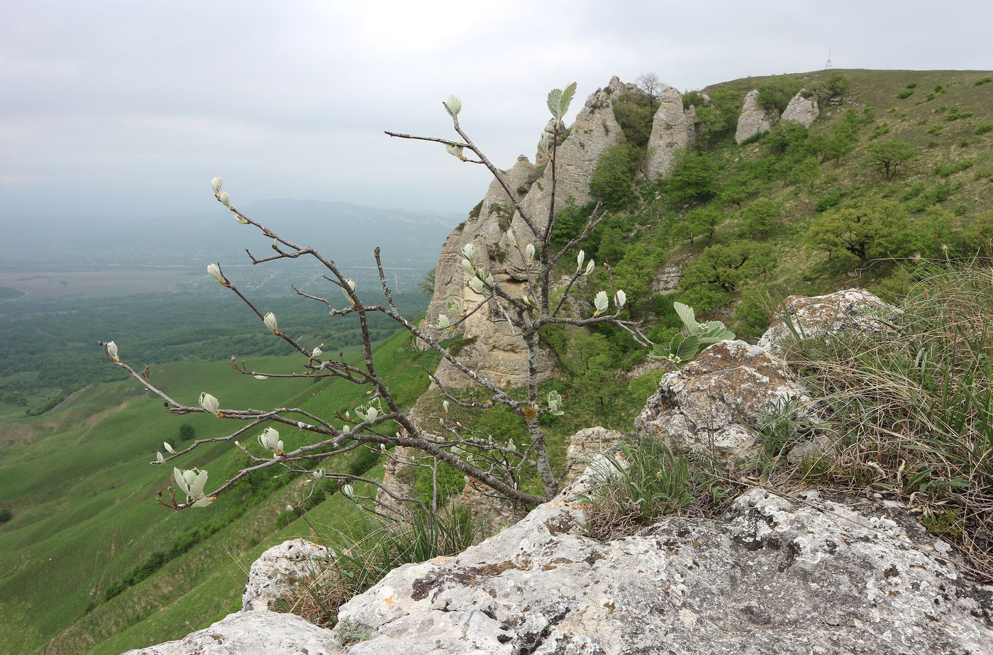 Image of Sorbus caucasica specimen.