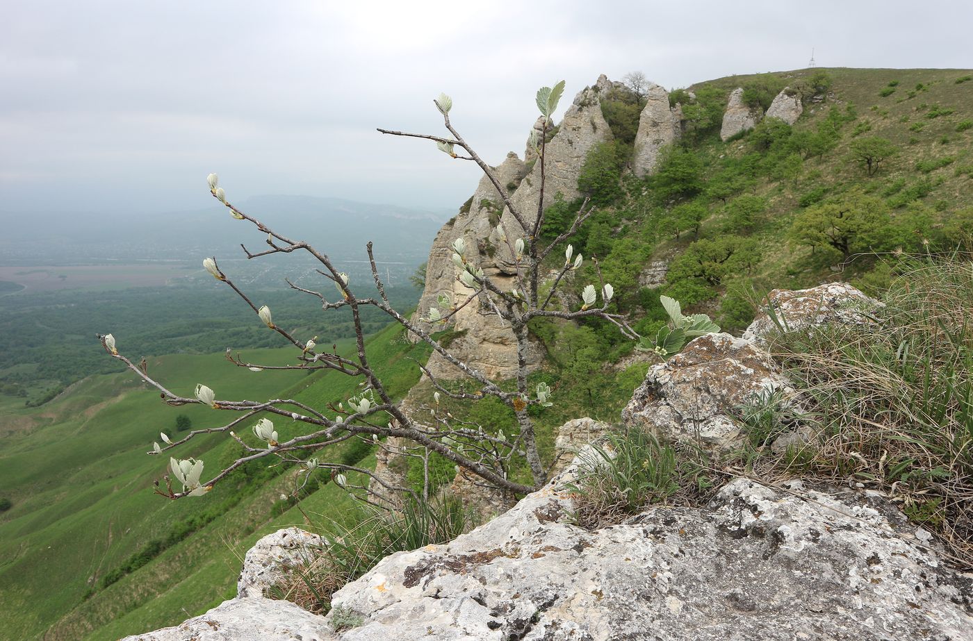 Изображение особи Sorbus caucasica.