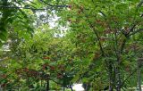 Euonymus macropterus. Ветви плодоносящего дерева (рядом видны листья Juglans). Сахалин, г. Южно-Сахалинск, в парке. 25.08.2023.