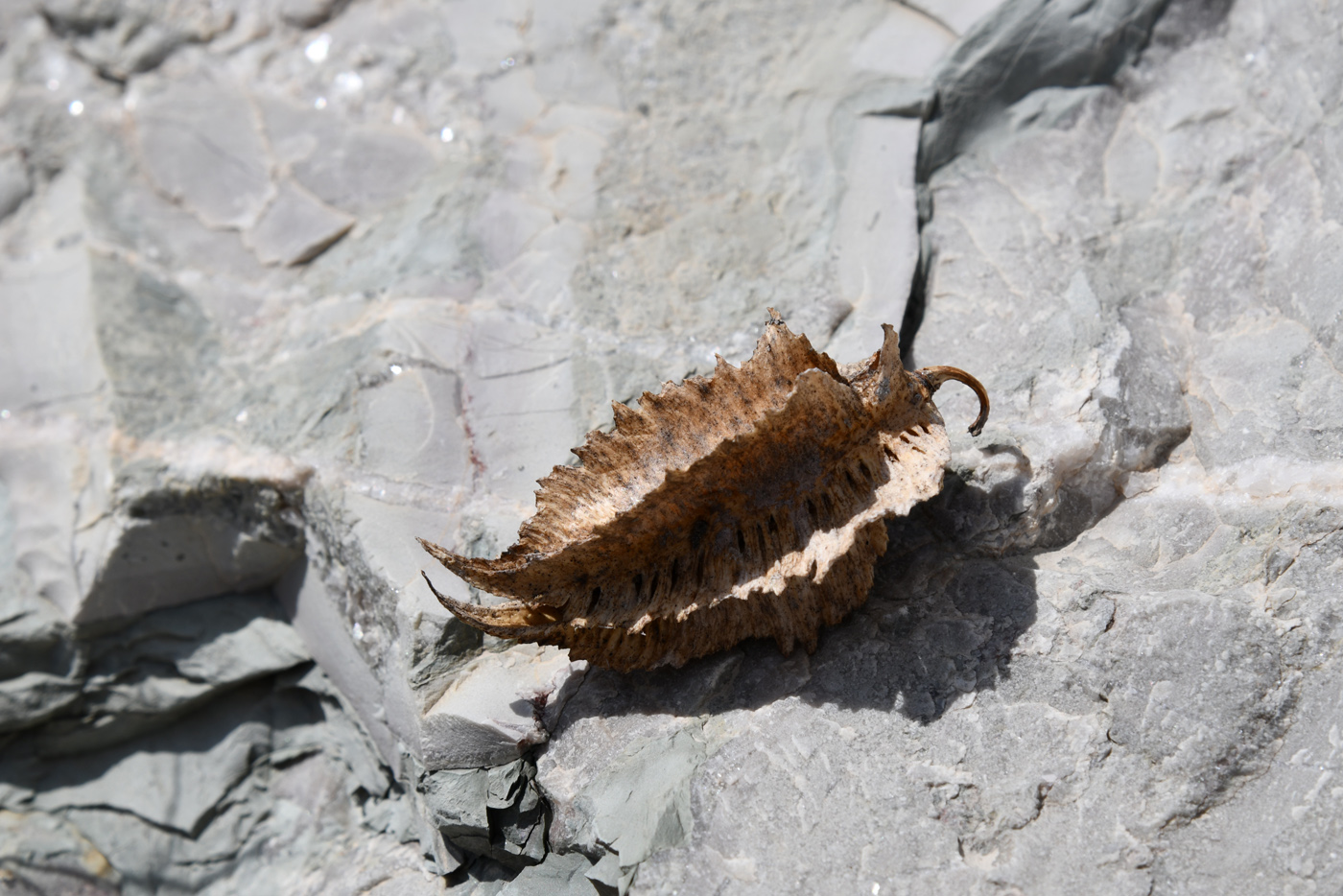 Image of Niedzwedzkia semiretschenskia specimen.