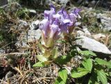 Scutellaria alpina