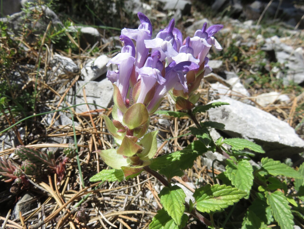 Изображение особи Scutellaria alpina.