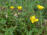 Ranunculus repens