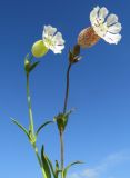 Oberna uniflora