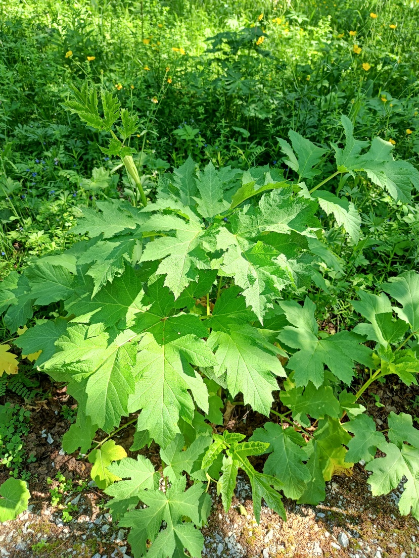 Изображение особи Heracleum sibiricum.