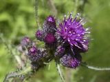 Cirsium palustre. Распустившееся и распускающиеся соцветия. Испания, Каталония, пров. Жирона, комарка Рипольес, муниципалитет Сеткасес, окр. курорта \"Вальтер 2000\", ≈1950 м н.у.м., крутой борт горного ручья. 07.07.2024.