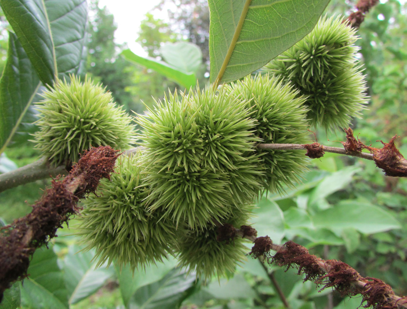 Изображение особи Castanea mollissima.