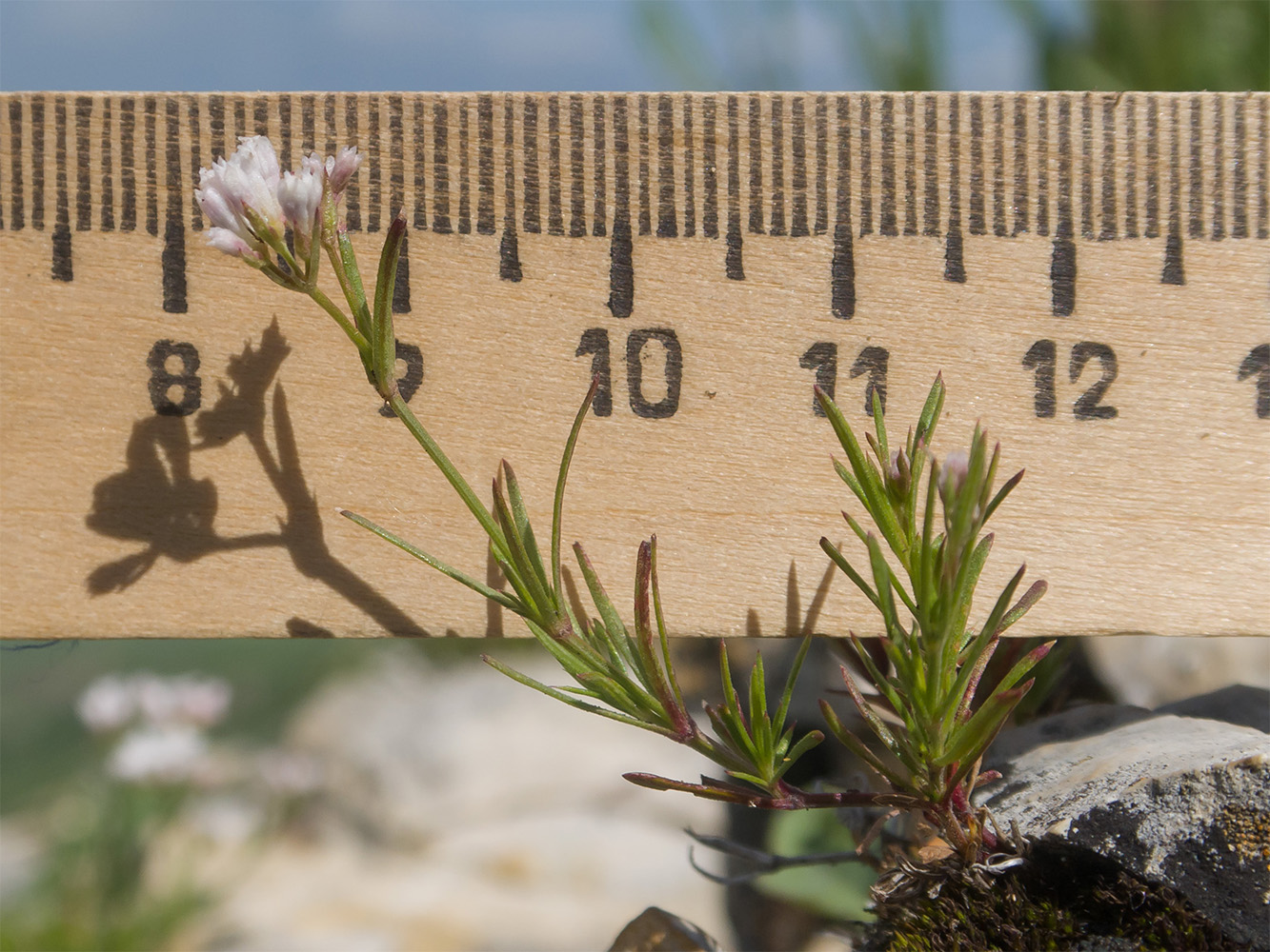 Image of Asperula abchasica specimen.