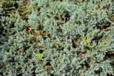 Juniperus squamata. Ветви (культивар 'Blue Carpet'). Псков. 27.06.2006.